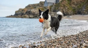A Border Collie running through the surf on a British pebble beach with a floating orange dog toy in its mouth.