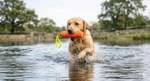 A photorealistic close-up of a powerful yellow Labrador Retriever suspended mid-leap in a British countryside field, jaws about to close around a vibrant orange textured rubber fetch toy.