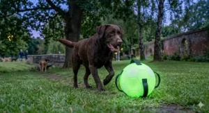 A detailed, 4K photorealistic photograph of a Golden Retriever puppy playing with a soft, plush dog football toy with multiple grab tabs on a textured rug in a British living room.