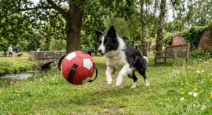 A detailed, 4K photorealistic photograph of an English Staffordshire Bull Terrier with a brindle coat, holding a heavy-duty, tough rubber dog football toy with multiple grab handles in a British garden.