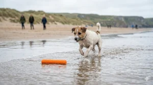 A small terrier running along a sandy British beach towards a floating fetch stick in the shallow surf.
