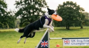A photorealistic high-detail 4K photograph capturing the specific Border Collie, wearing its purple harness, leaping high over a competition agility hurdle with a UK flag decal in a lush British park, holding the orange competition dog frisbee in its mouth with flying water droplets.