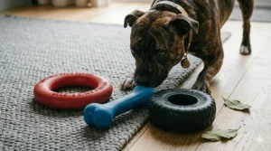 A brindle dog interacting with a selection of tough rubber chew toys, including a blue bone and black tyre toy, on a living room rug.