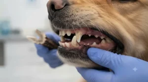 Close-up of a dog’s teeth showing how gnawing an antler removes plaque and tartar.