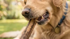 Close-up texture of a coffee wood dog chew showing how it promotes dental hygiene and plaque removal.