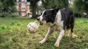 A medium-sized dog engaged in a fun game of tug-of-war with a braided rope ball dog toy.