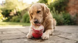 A golden retriever lying on a weathered stone patio in a sunny garden, happily licking a frozen peanut butter-filled red Kong toy.