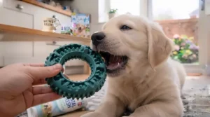 A puppy being offered a durable, ring-shaped dog teeth cleaning toy, designed to withstand chewing while promoting better oral hygiene.