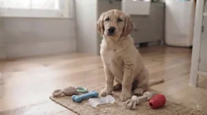 Collection of safe, non-toxic teething toys suitable for young puppies to chew on during their growth phase.