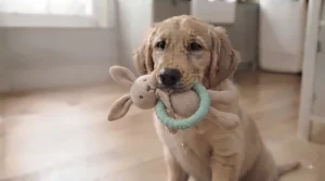 A soft plush puppy toy with an integrated teething ring, perfect for comforting teething puppies.