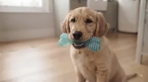 A textured teething toy with varied surfaces to help massage and soothe a puppy's aching gums.