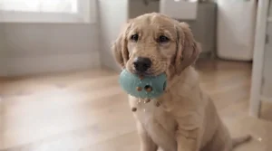 An interactive treat-dispensing teething toy that keeps puppies occupied and helps manage teething discomfort.