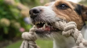 Close-up of dog teeth cleaning fibers on a woven cotton rope tug toy