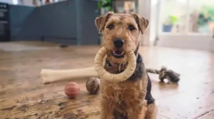 A happy terrier breed holding a durable vanilla-flavoured chew toy in its mouth during playtime at home.